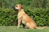 BOERBULL 066